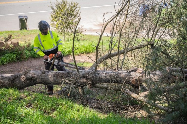 Efficient Tree Removal in Springfield to Protect Your Property