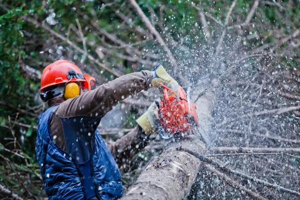 Tree Care Enterprises Reliable Tree Pruning and Maintenance Experts