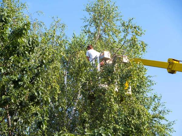 Professional Emergency Tree Services for Urgent Tree Problems