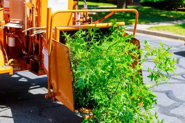 How to Choose the Right Tree Service Near Me for Your Needs