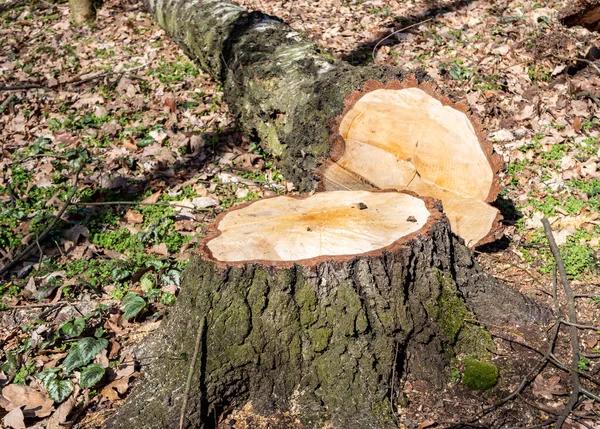 Quality Tree Services for Trimming, Removal, and Maintenance