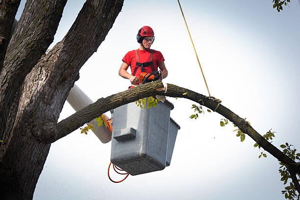 Reliable Tree Service Mobile for Professional Tree Care and Maintenance